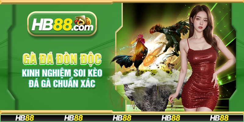 Gà đá đòn độc – Kinh nghiệm soi kèo đá gà chuẩn xác