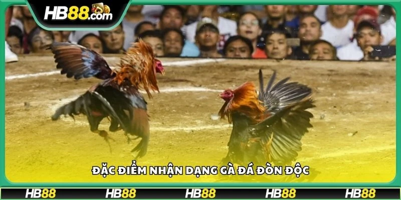 Đặc điểm nhận dạng gà đá đòn độc