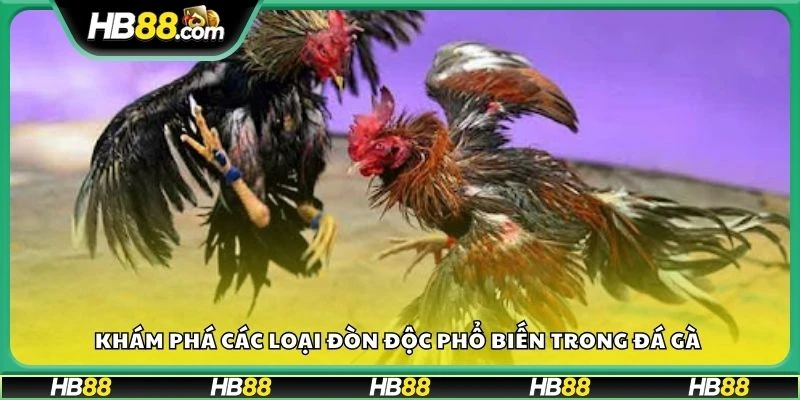 Khám phá các loại đòn độc phổ biến trong đá gà