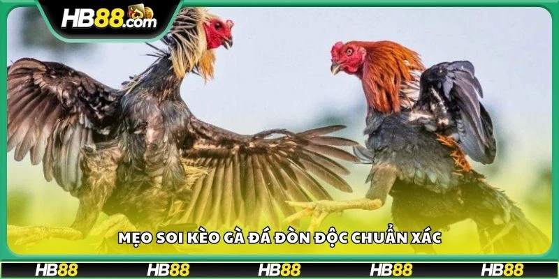 Mẹo soi kèo gà đá đòn độc chuẩn xác