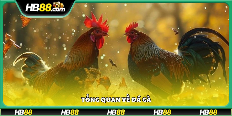 Giới thiệu chung về trò chơi đá gà 