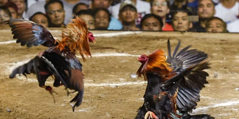 Khái quát về đá gà Peru tại HB 88