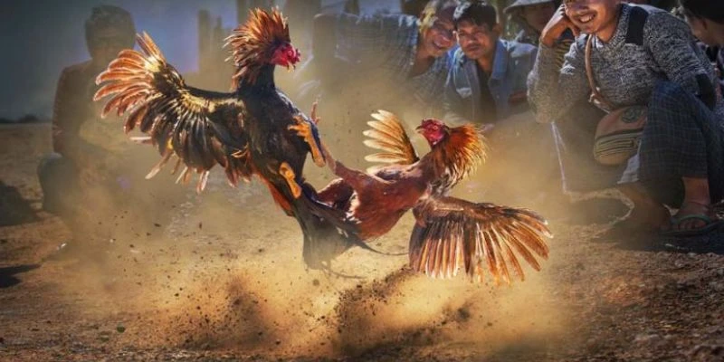 Khám phá các loại kèo cá cược đá gà Peru
