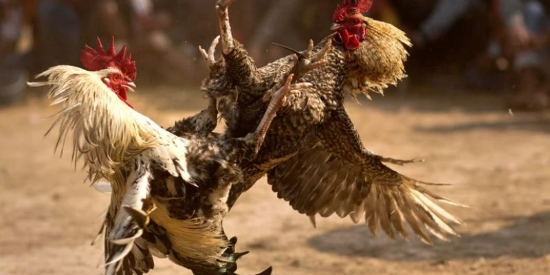 Bật mí cách cá cược đá gà Peru hiệu quả