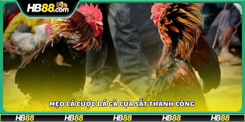 Mẹo cá cược đá gà cựa sắt thành công 