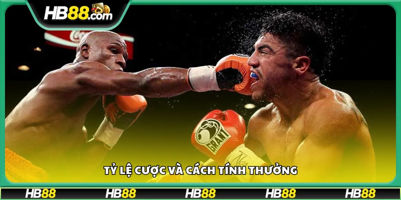 Tỷ lệ cược Boxing chi tiết