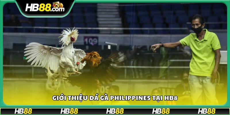 Bao quát về đá gà Philippines tại Hb88