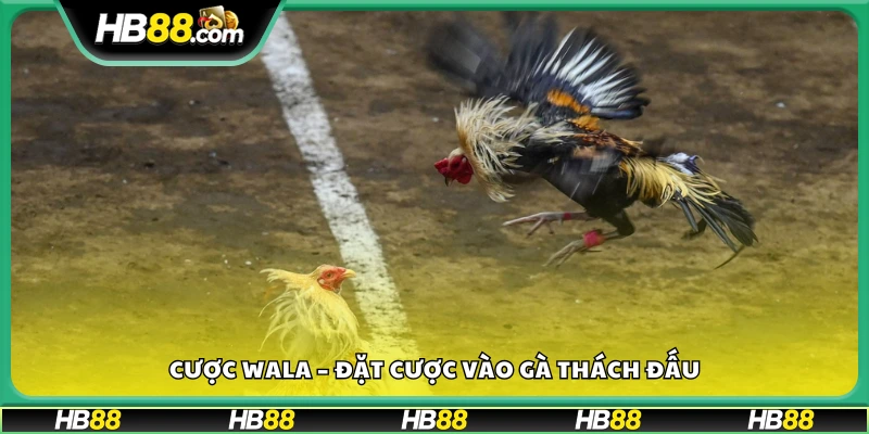 Cược Wala mang đến cơ hội thắng